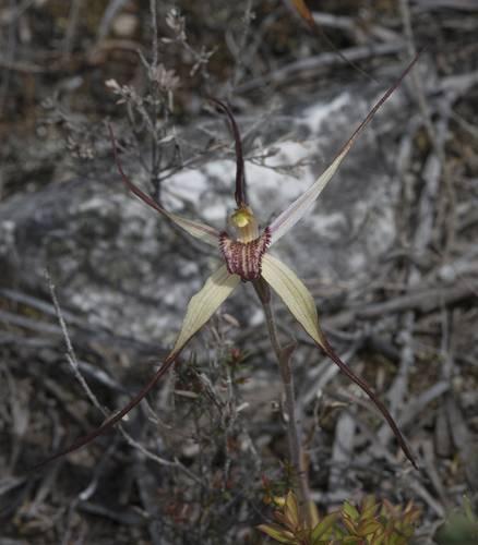 Caladenia patersonii