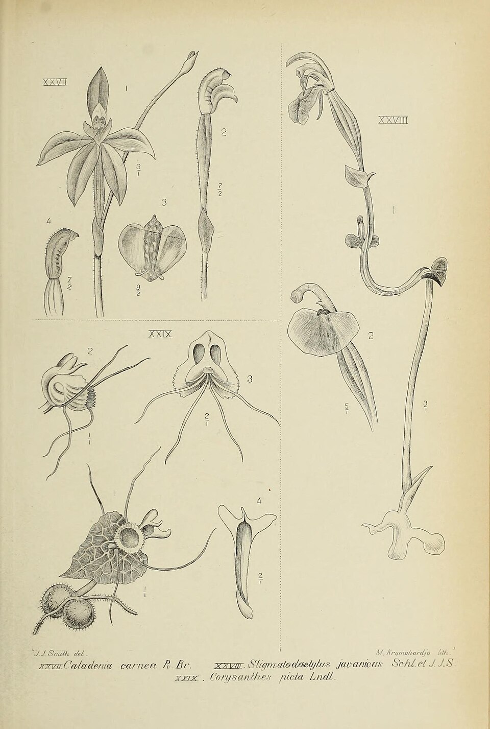 Caladenia picta