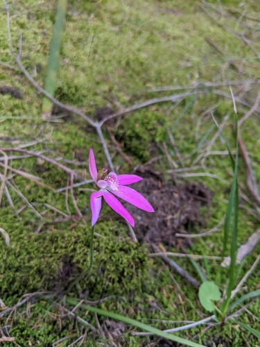 Caladenia quadrifaria (Large pink finger orchid) — photo