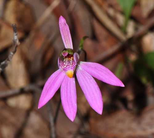 Caladenia quadrifaria