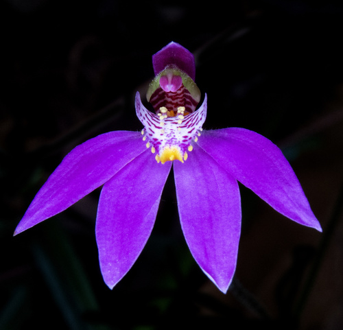 Caladenia quadrifaria (Large pink finger orchid) — photo