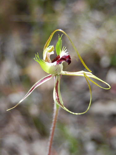 Caladenia tentaculata (Green comb spider orchid) — photo