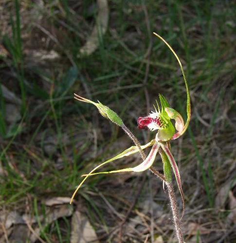 Caladenia tentaculata (Green comb spider orchid) — photo