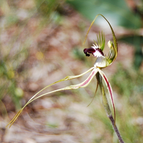Caladenia tentaculata