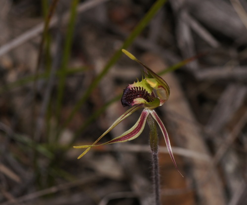 Caladenia verrucosa (Green-comb Spider-orchid) — photo
