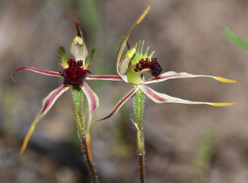 Caladenia verrucosa (Green-comb Spider-orchid) — photo
