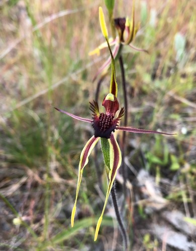 Caladenia verrucosa