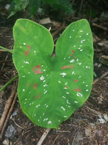 Caladium bicolor (Fancy-leaf caladium) — photo