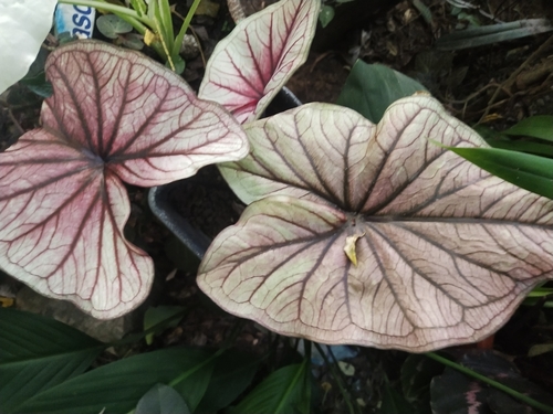 Caladium bicolor (Fancy-leaf caladium) — photo