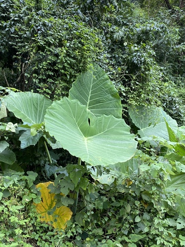 Caladium giganteum — photo