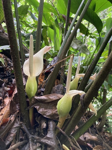 Caladium lindenii (Angel's wings) — photo