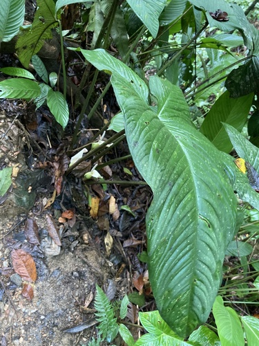 Caladium lindenii (Angel's wings) — photo