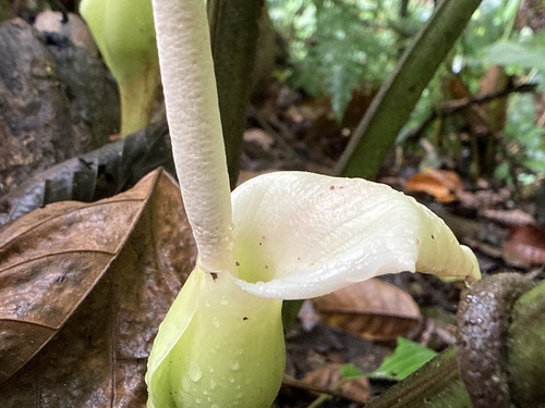 Caladium lindenii