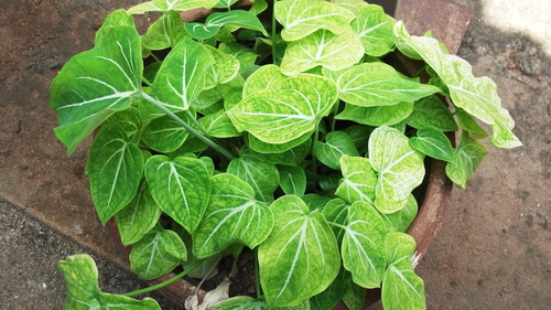 Caladium schomburgkii — photo