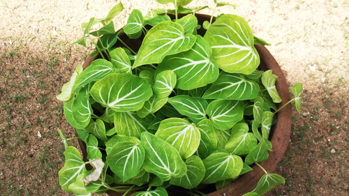 Caladium schomburgkii