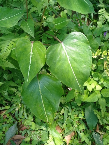 Caladium schomburgkii — photo