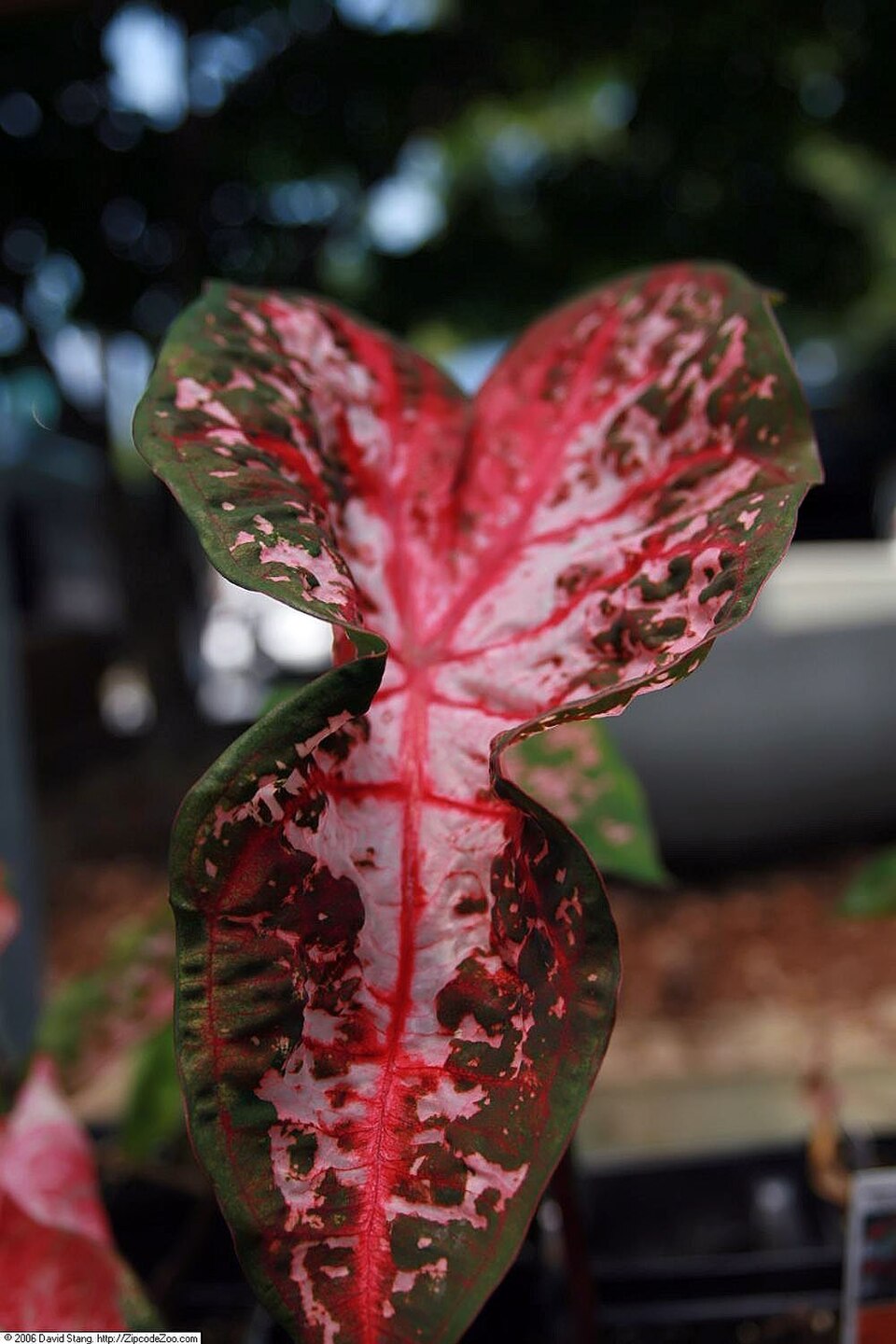 Caladium x hortulanum — photo
