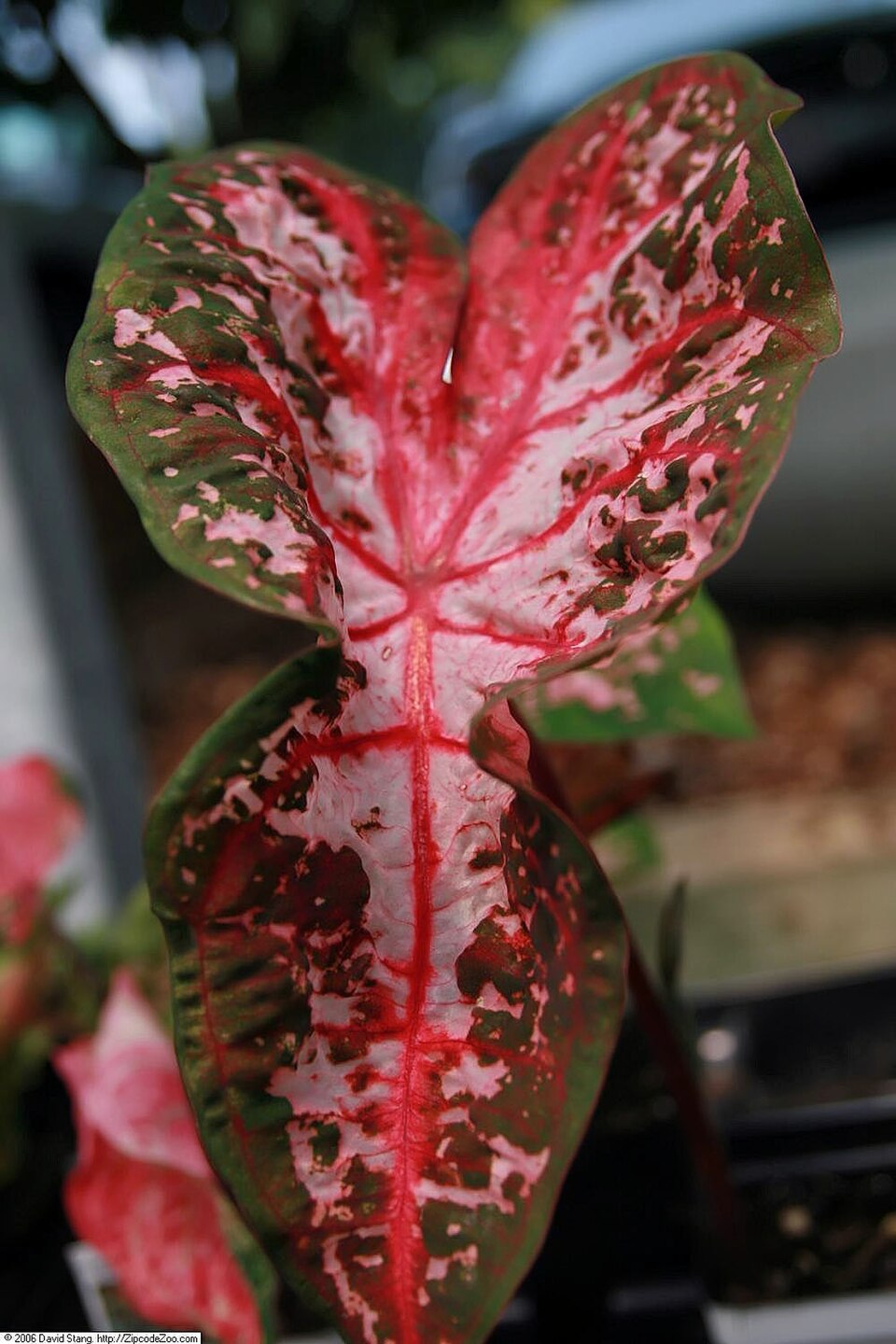 Caladium x hortulanum