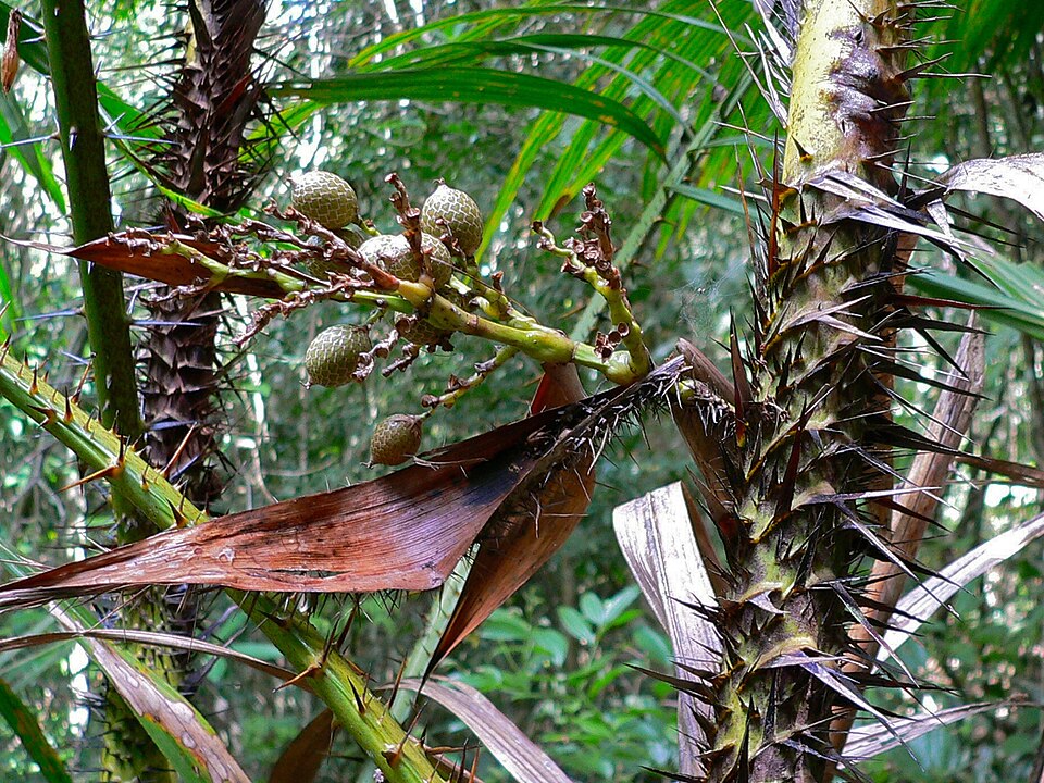 Calamus acanthospathus — photo
