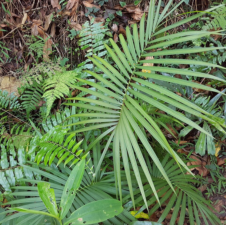 Calamus acanthospathus