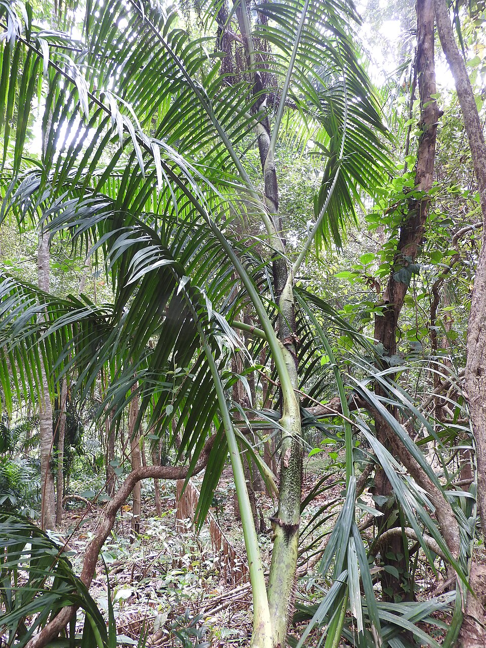 Calamus andamanicus — photo