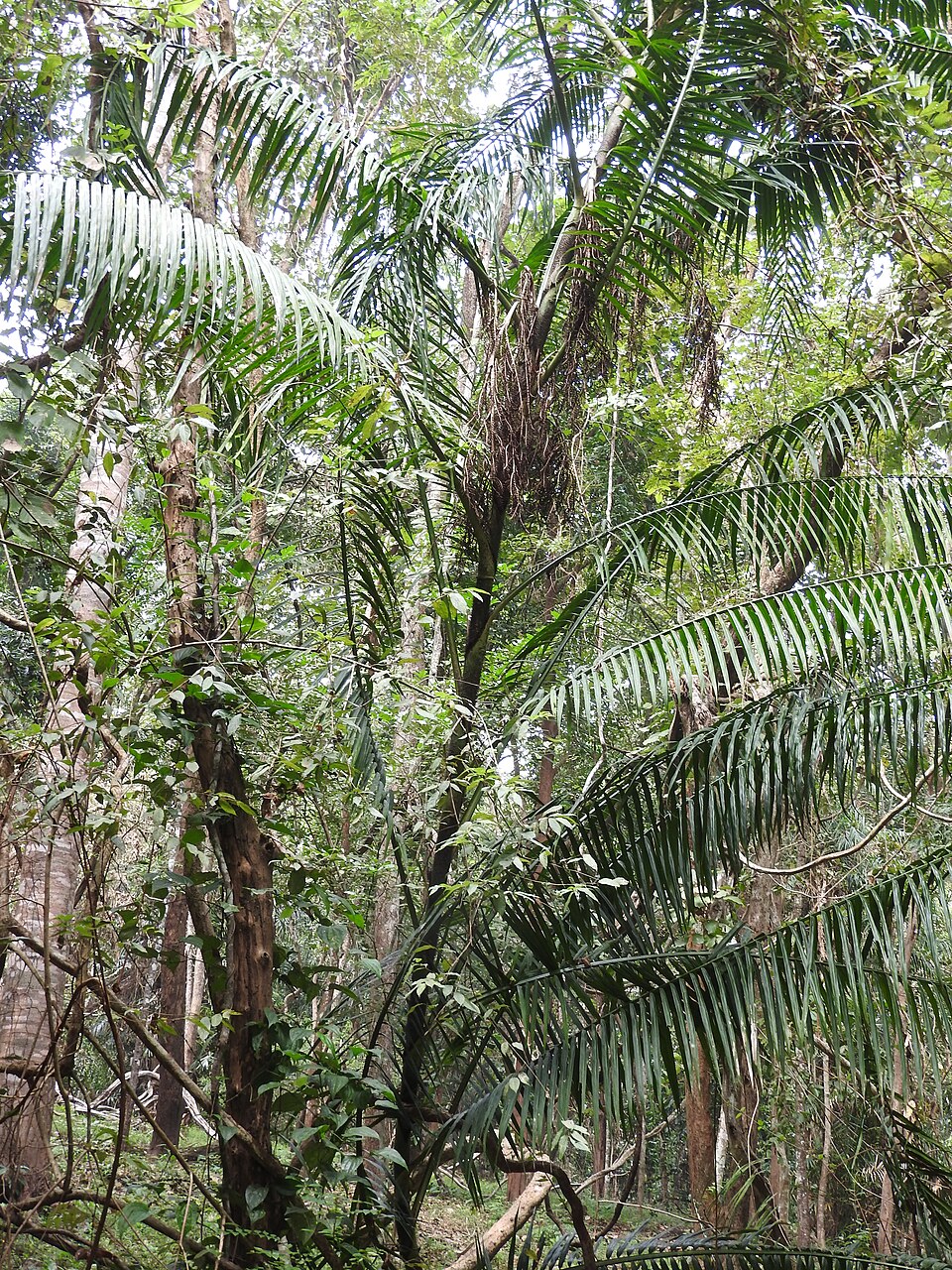 Calamus andamanicus
