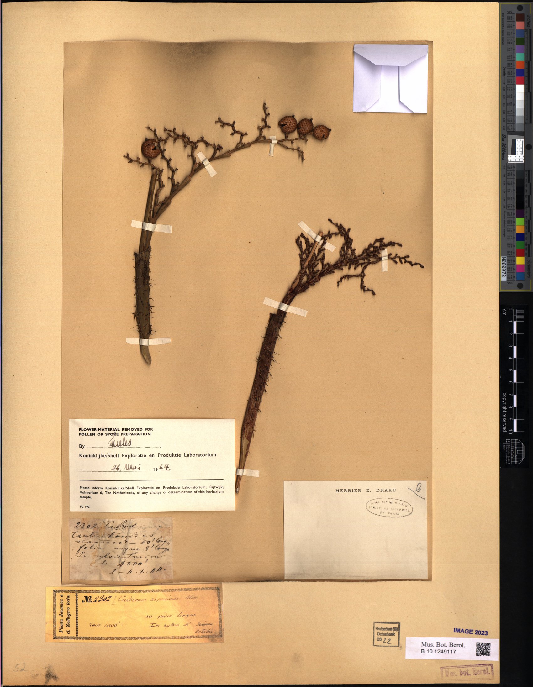 Calamus asperrimus — photo