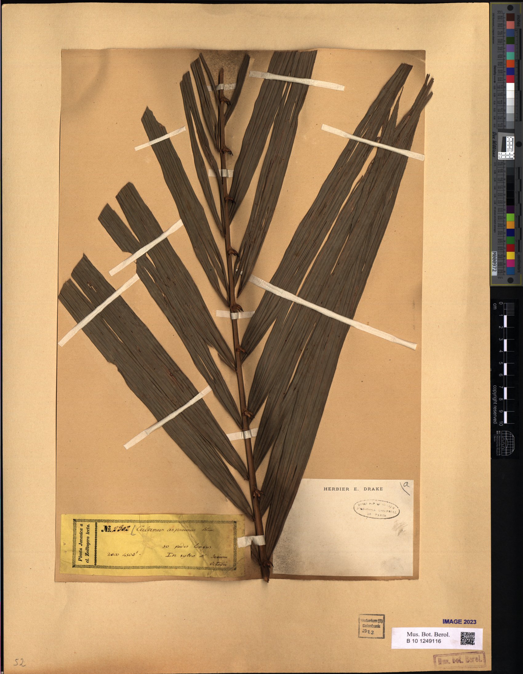 Calamus asperrimus