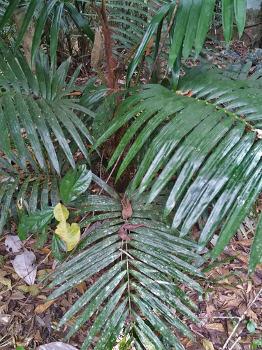 Calamus australis (Hairy Mary) — photo