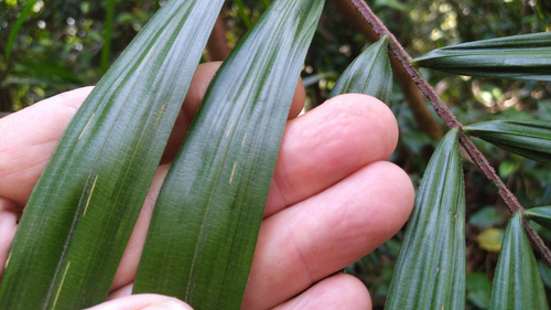 Calamus australis (Hairy Mary) — photo