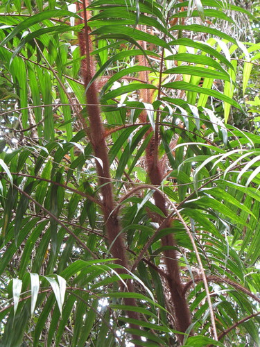 Calamus australis
