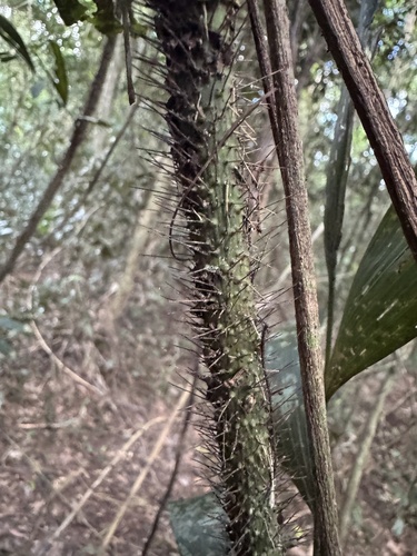 Calamus caryotoides (Fish-tail lawyer cane) — photo