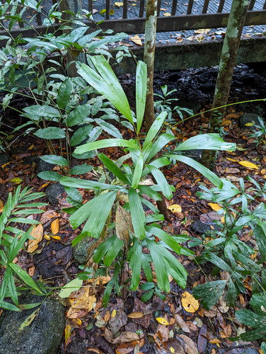 Calamus caryotoides