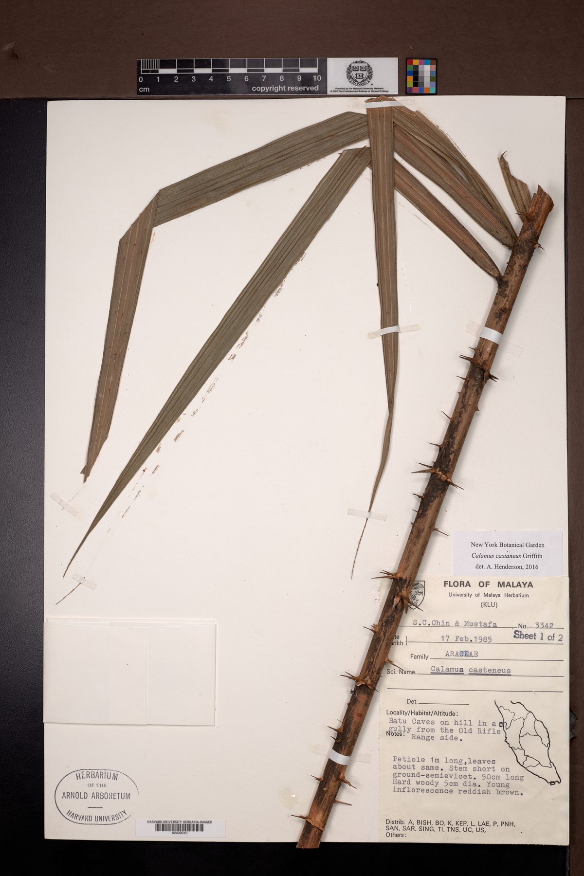Calamus castaneus (Rotan churchor) — photo