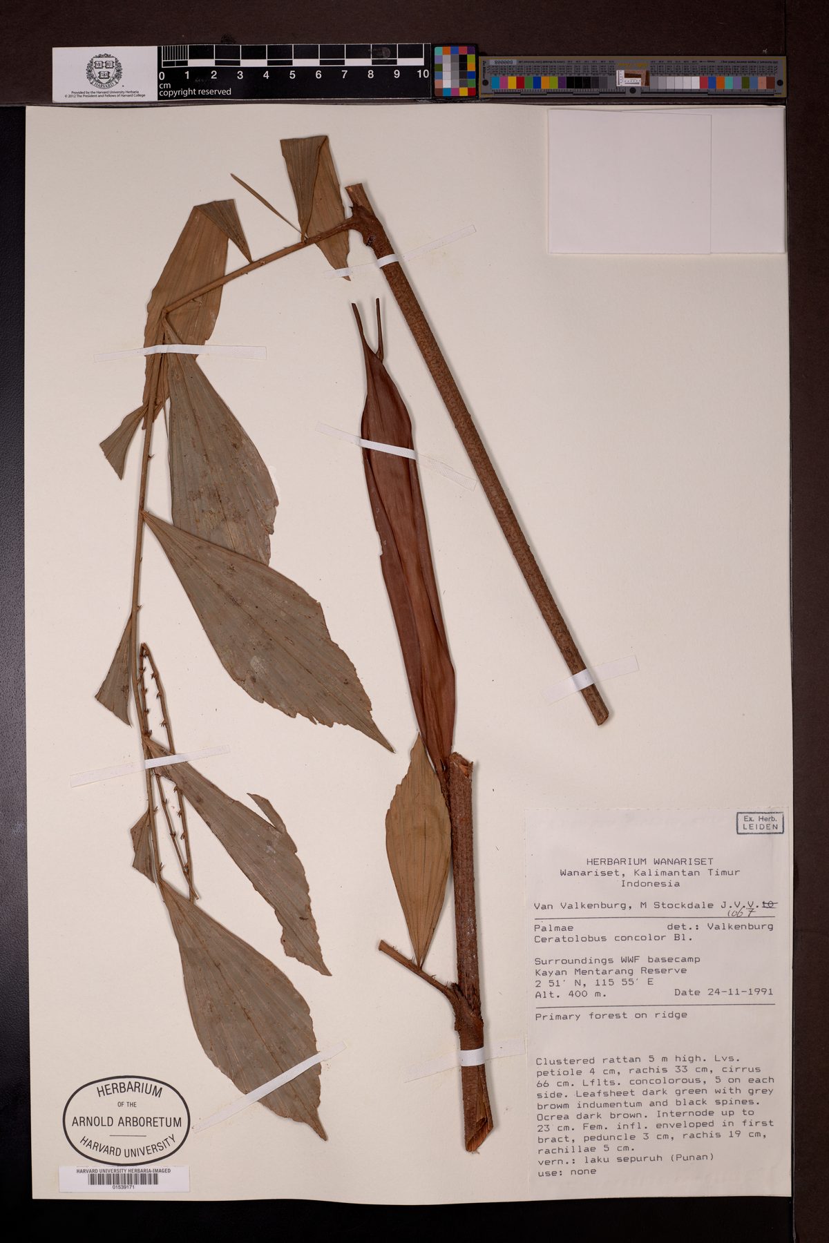 Calamus concolor — photo
