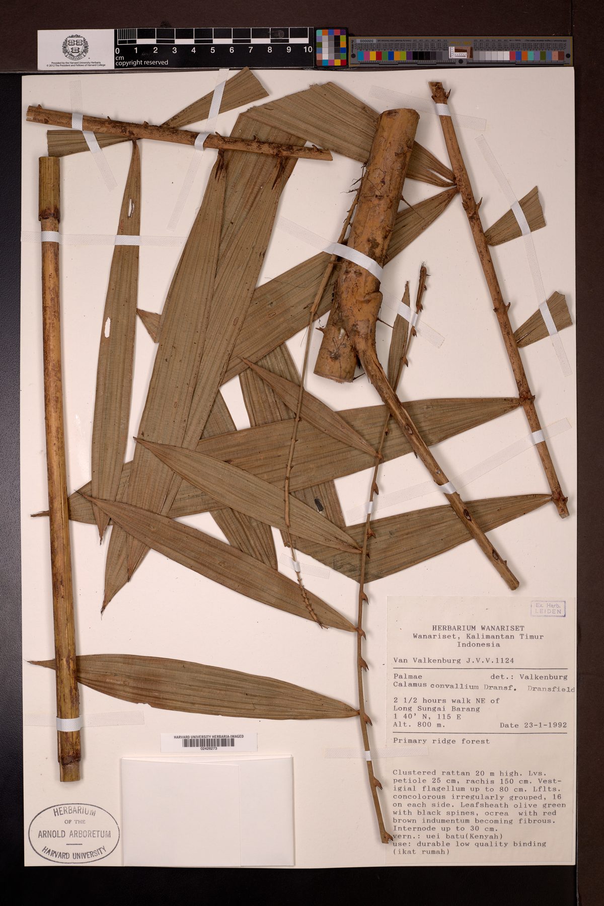 Calamus convallium