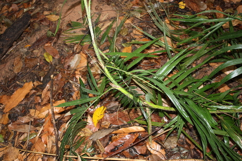 Calamus deerratus — photo