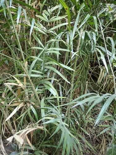 Calamus deerratus — photo