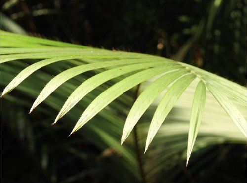 Calamus egregius