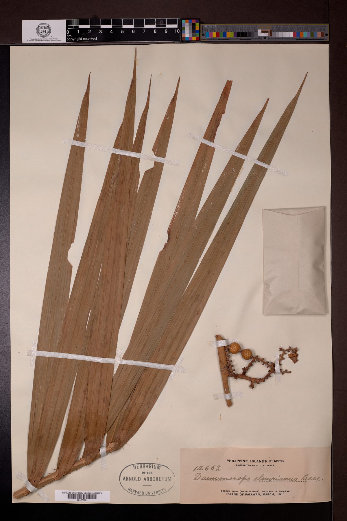 Calamus elmerianus (Littuku) — photo