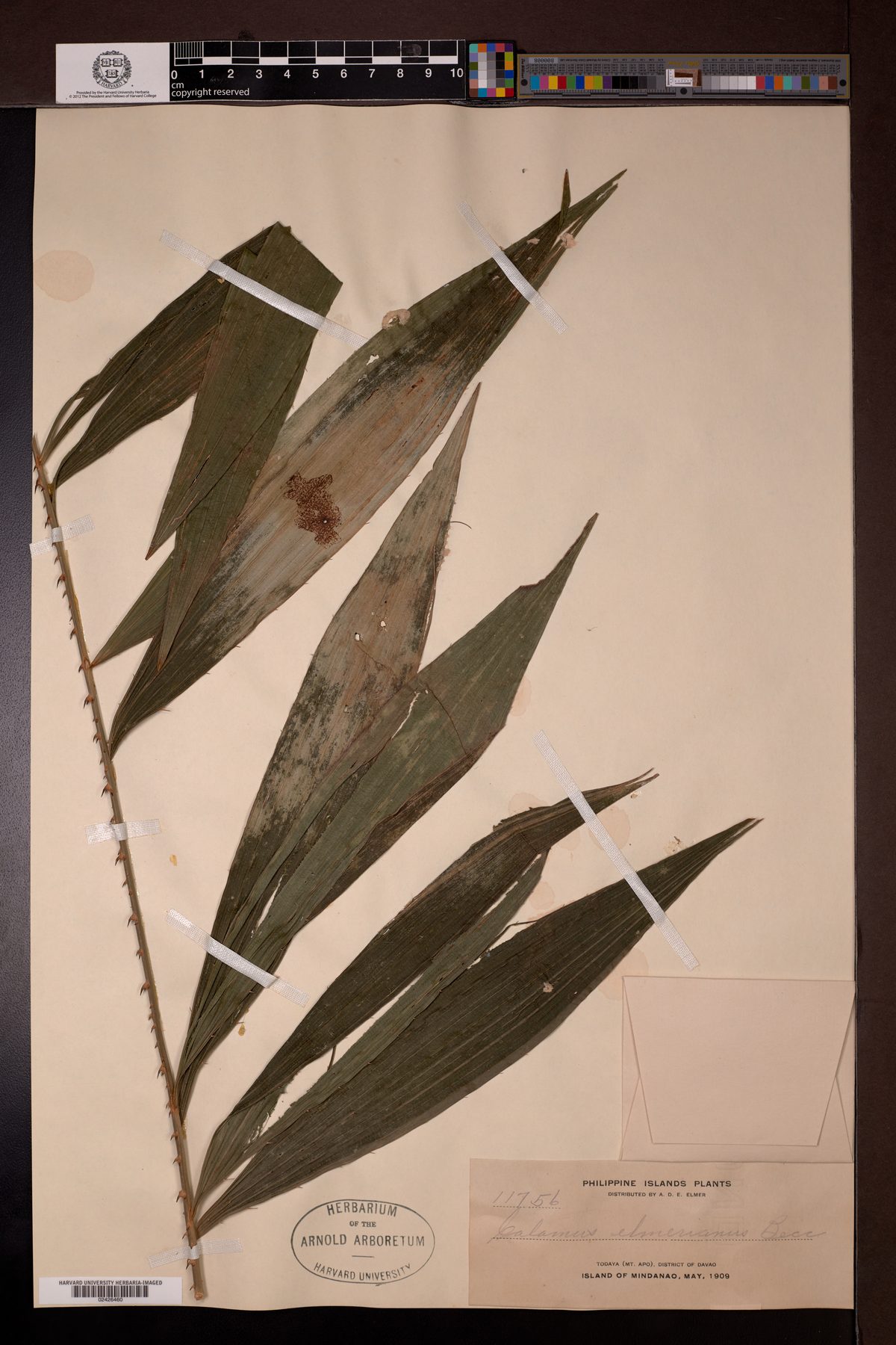 Calamus elmerianus (Littuku) — photo