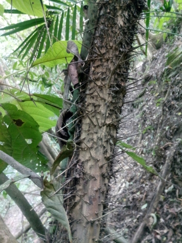 Calamus erectus (Erect rattan) — photo
