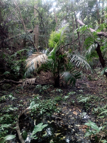 Calamus erectus (Erect rattan) — photo