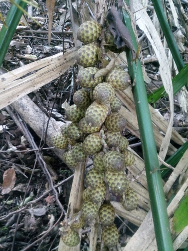 Calamus erectus