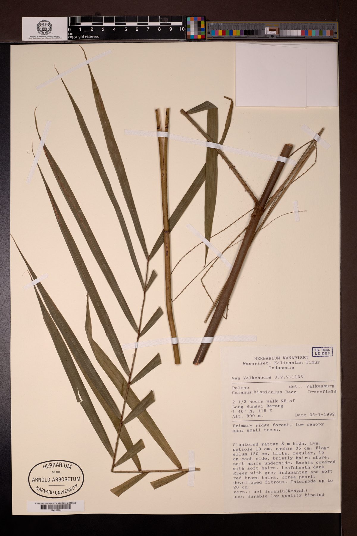 Calamus exilis