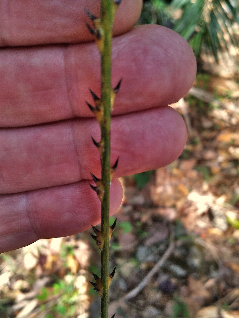 Calamus flagellum