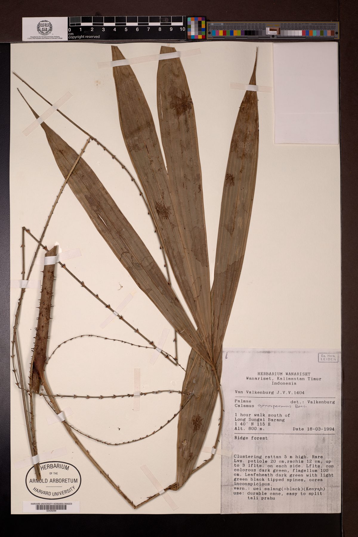 Calamus gonospermus