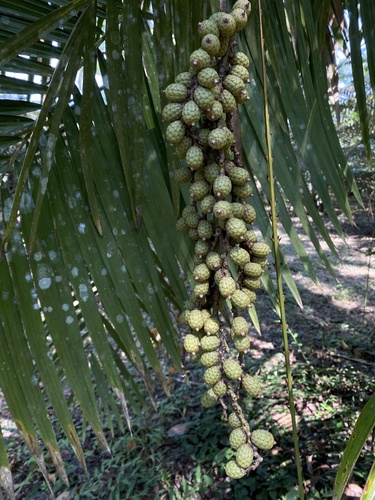 Calamus henryanus