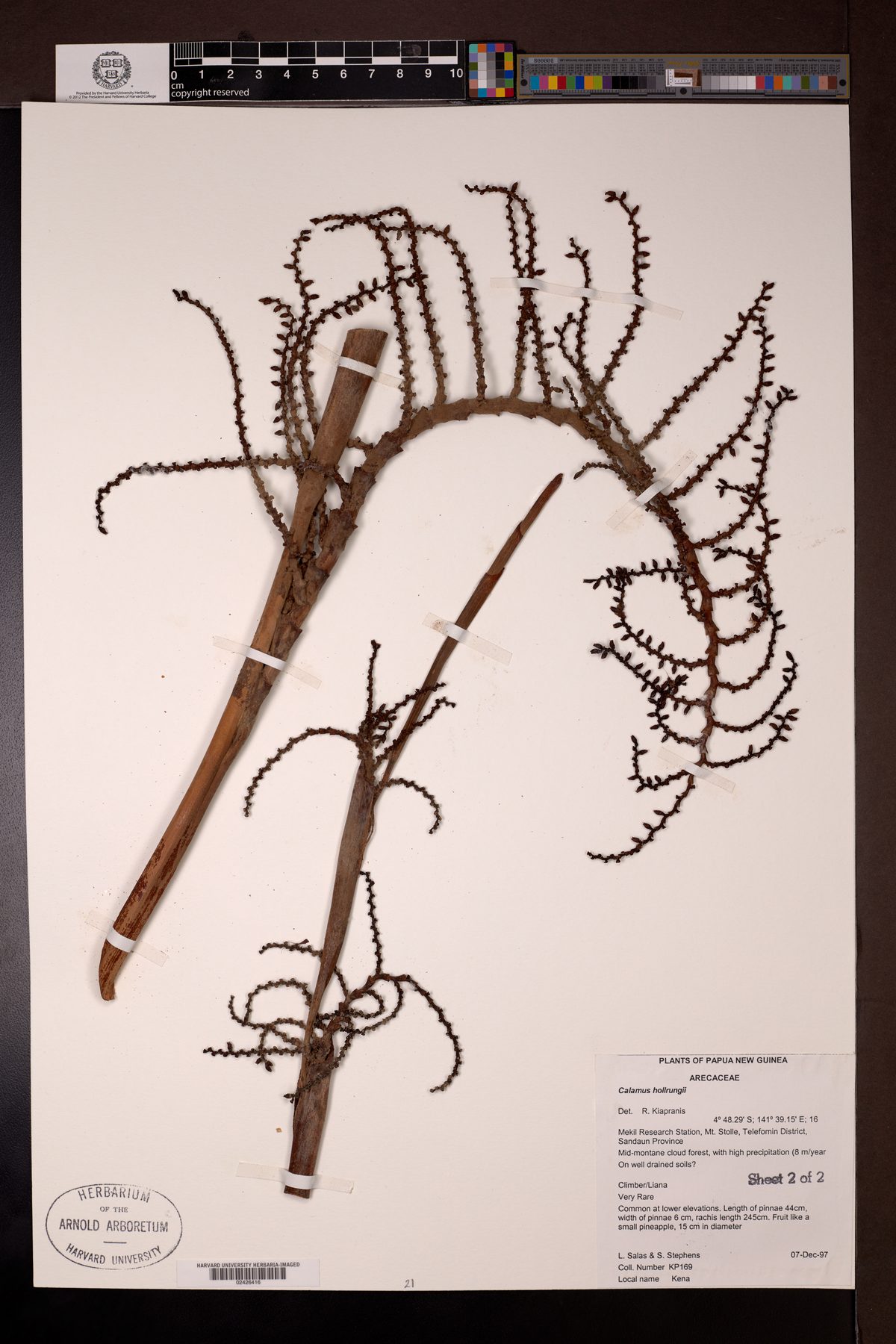 Calamus hollrungii (Papuan white rattan) — photo