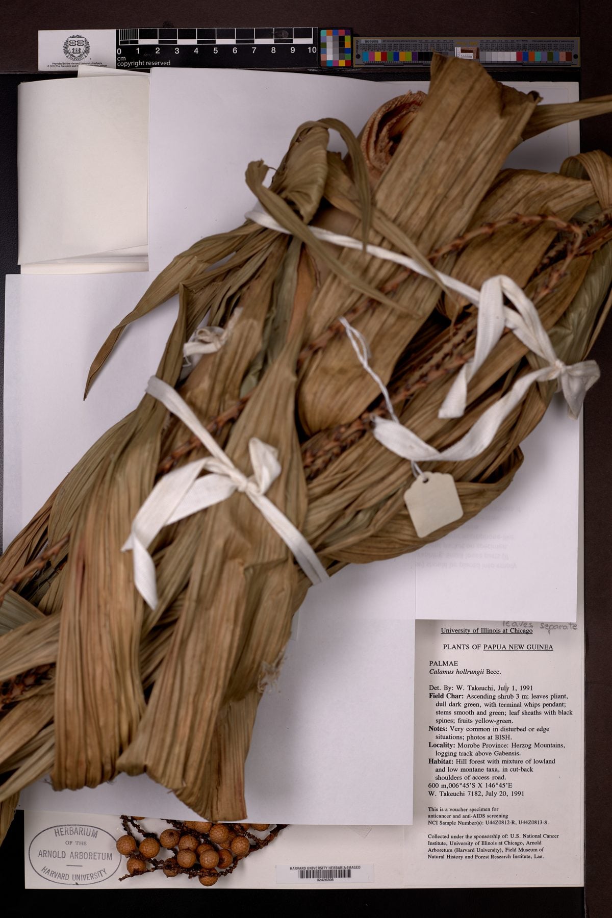 Calamus hollrungii (Papuan white rattan) — photo